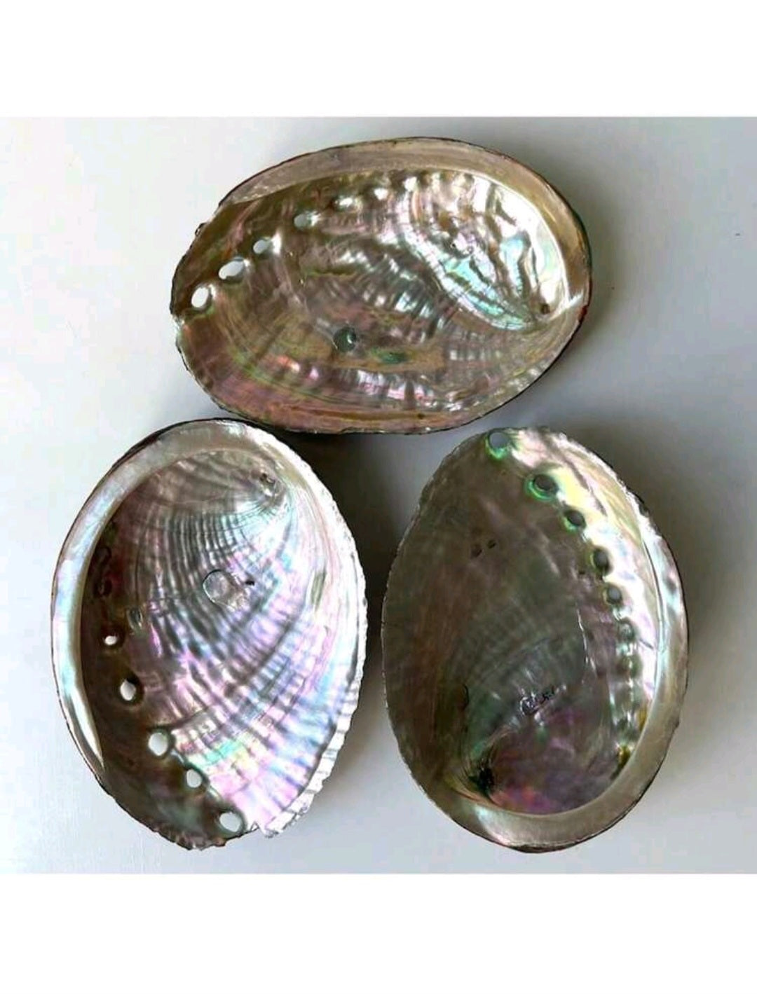 coquille d'abalone naturelle
